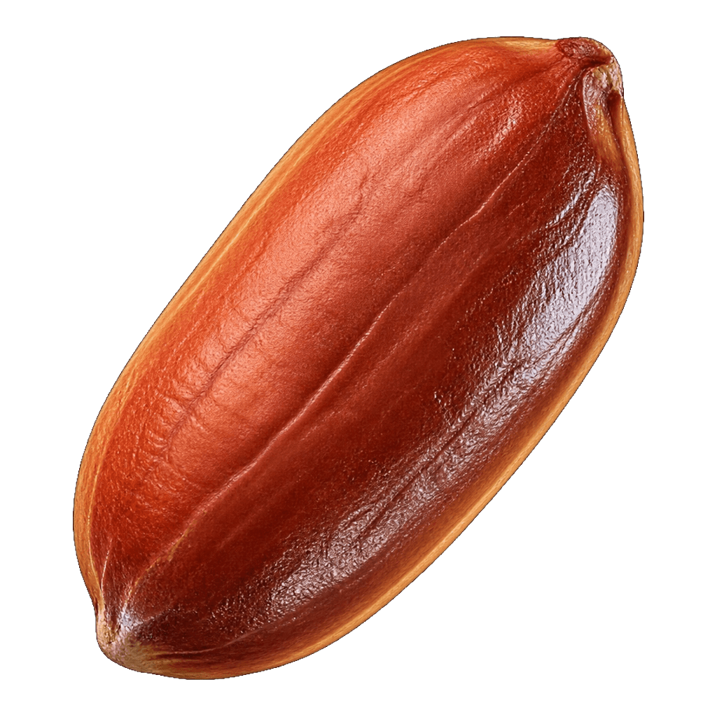 Premium Indian peanut kernel